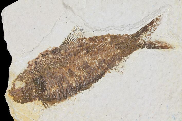 Detailed Fossil Fish (Knightia) - Wyoming #103945